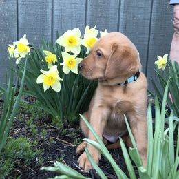 Labrador Retriever Puppies from Mountain Top View Fox Red Labs