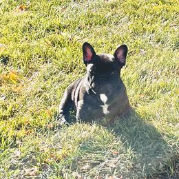 French Bulldog Puppies from Schoville Bulldogs