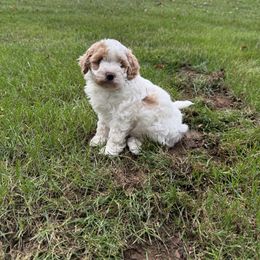 Bernedoodle Puppies from Bollinger Pups