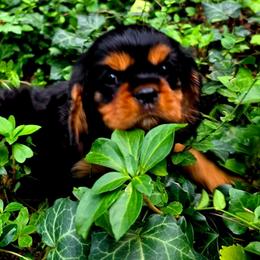 Vienna - Black and tan female Cavalier King Charles Spaniel puppy in Watsontown, Pennsylvania from Huntsman Cavaliers