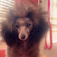 Cupid - Poodle
