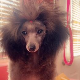 Cupid - Poodle
