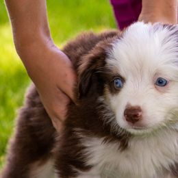 Miniature American Shepherd and Miniature Australian Shepherd Puppies from Bellewynd Acres