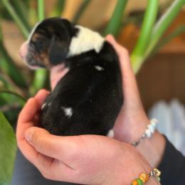 Boy 1 - Black brown and white male Basset Hound puppy in Lindley, New York from Hill Top Basset Hounds & Cane Corso