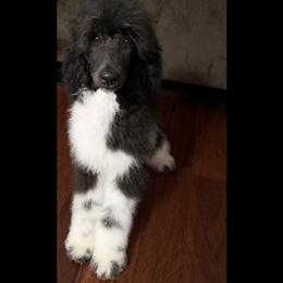 Gingerbread (Brown Collar) - Parti male Poodle puppy in League City, Texas from Chauffeured Poodles