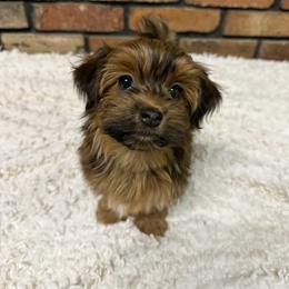 Girl 2 - Red female Havanese puppy in Greeley, Colorado from Just be Havanese