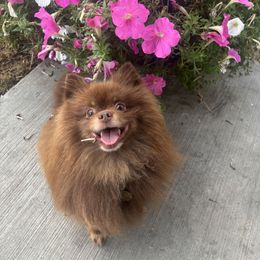 Simba - Pomeranian
