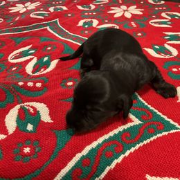 Holly - Black and tan female Dachshund puppy in Gilbert, South Carolina from Gena’s Dachshunds