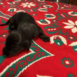 Holly - Black and tan female Dachshund puppy in Gilbert, South Carolina from Gena’s Dachshunds