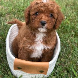 Waffles (formerly Rocky) - F1b - Red male Cavapoo puppy in Lewisburg, Pennsylvania from Cinda's Cavapoos