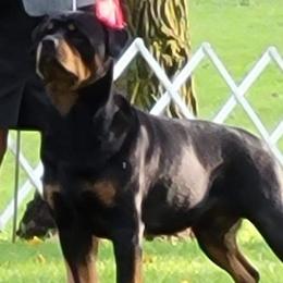 Rottweilers from Dragonstar Rottweilers