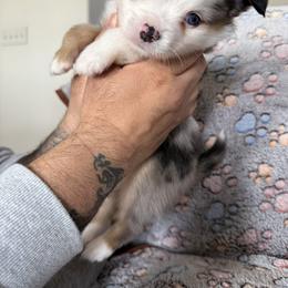 Australian Shepherd and Toy Australian Shepherd Puppies from Daisys Toy Aussies
