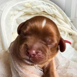 Danzig - Ruby male Cavalier King Charles Spaniel puppy in Tucson, Arizona from Cavapoo Puppy Parade