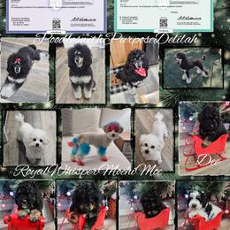 Poodle puppies from All Around Royalty & Royal Whisper Companions