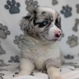 Oreo aka Calliope - Blue merle and white female American Corgi puppy in Clarksville, Tennessee from Cold Creek Family Farm LLC