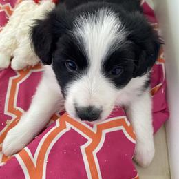 Girl 2 - Black and white female Border Collie puppy in Arlington, Washington from Classic kennel