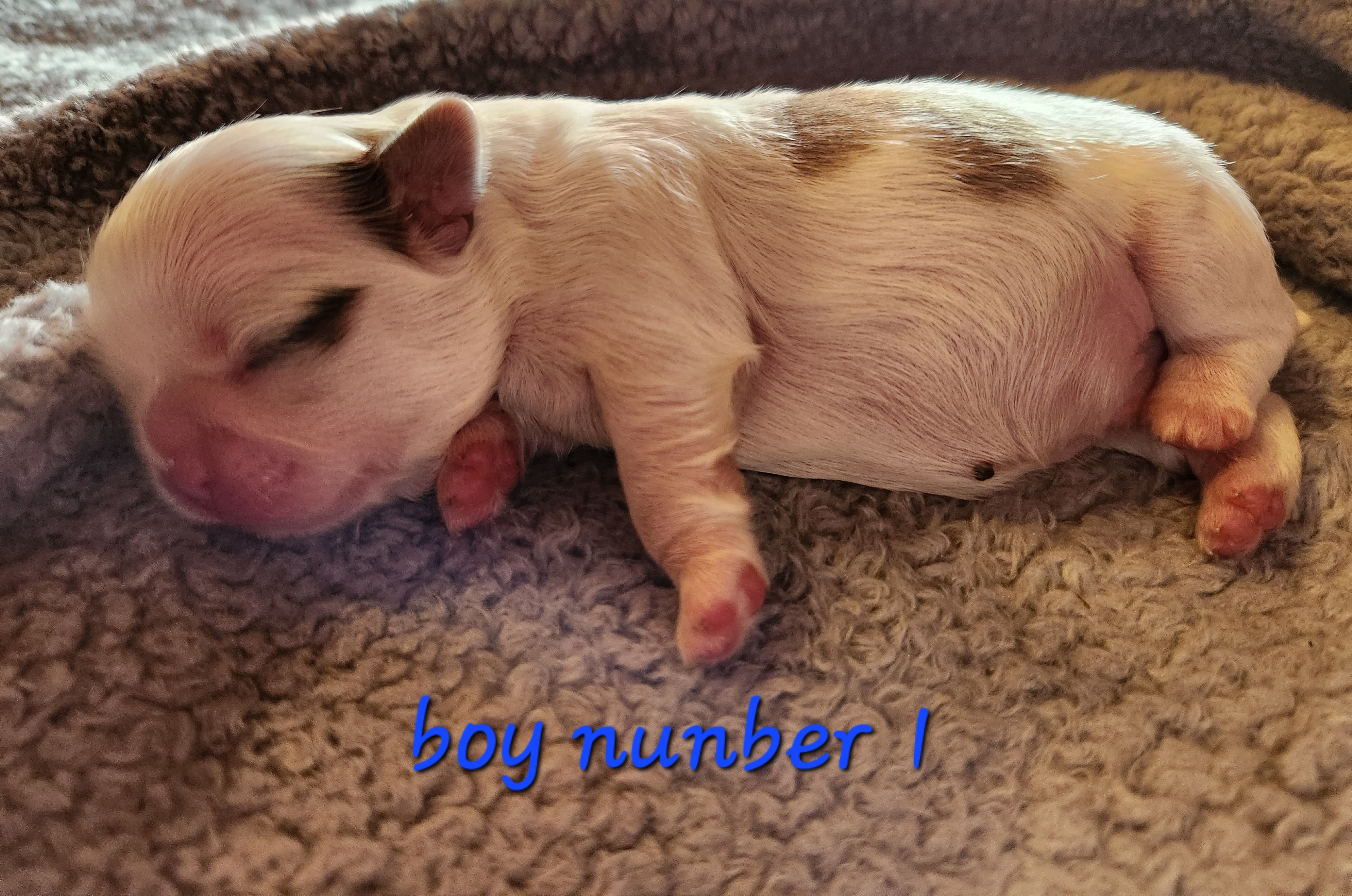 Shih Tzu Puppies from Tae's Shih Tzu Puppies