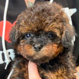 Dustin - Phantom male Poodle puppy in Saint Cloud, Florida from Rising Star Kennels