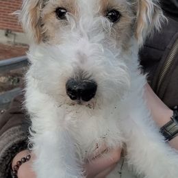 Boy 1 - Wire Fox Terrier puppy from Colorado Wire Fox Terriers