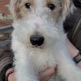 Boy 1 - Wire Fox Terrier puppy from Colorado Wire Fox Terriers