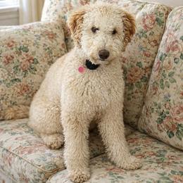 Birdie - Poodle