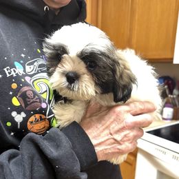Lawson - Tricolor male Shih Tzu puppy in Tallahassee, Florida from Bows and Bow Ties