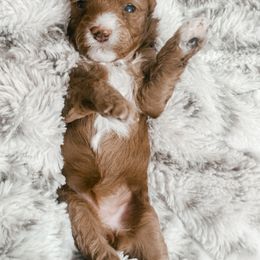 Citi - Red  female Poodle puppy in Flint, Michigan from Anytime Doodles