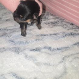 General - Black and tan male Pomeranian puppy in Angleton, Texas from Pomeranian Palace, LLC