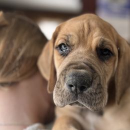 Lupin - Fawn Great Dane puppy in Marlow, New Hampshire from Fox Hill Danes