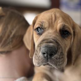 Lupin - Fawn Great Dane puppy in Marlow, New Hampshire from Fox Hill Danes