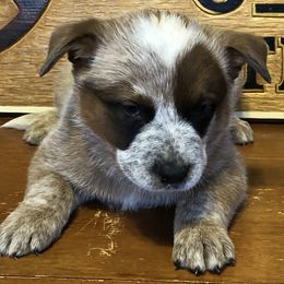 L61-07 - Red speckled male Australian Cattle Dog puppy in Sheridan, Oregon from 6pk Cattledogs