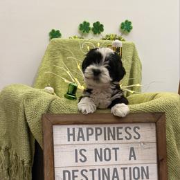 Boy 1 - Black and white male Havanese puppy in Ann Arbor, Michigan from La Brisa Havanese