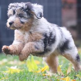 Aussiedoodles from Mini AussieDoodle Puppies
