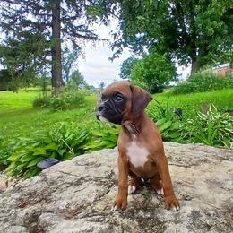 Mary - Fawn female Boxer puppy in Cannon Falls, Minnesota from Pattys Boxers and Bulldogs