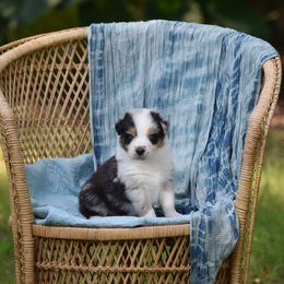 Australian Shepherd Puppies from Indigo Grove Aussies