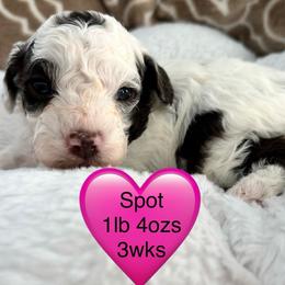 Spot - Brown female Poodle puppy in Mineral Wells, Texas from S.H.A.R.P.’s Toy Poodles
