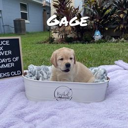 Boy 1 - Yellow Labrador Retriever puppy in Orlando, Florida from Kychel Labradors