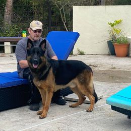 Handsome - German Shepherd