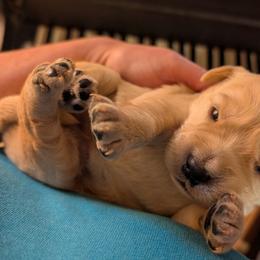 Yellow - Light golden female Golden Retriever puppy in Madison, Ohio from Heckmans English Cream Golden Retrievers