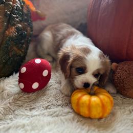 Ollie - Blenheim male Cavalier King Charles Spaniel puppy in Orrville, Ohio from Heart of a Cavalier