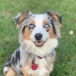 Stella - Miniature Australian Shepherd