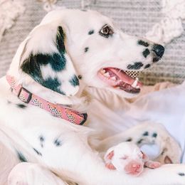 Dalmatians from The Golden Spot