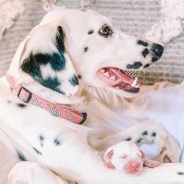Dalmatians from The Golden Spot