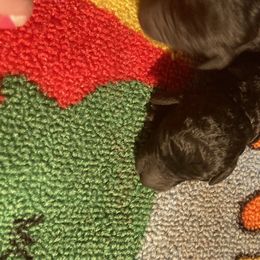 Girl 2 - Poodle puppy in Sherman, Texas from Ruth’s Poodles