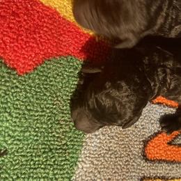 Girl 2 - Poodle puppy in Sherman, Texas from Ruth’s Poodles