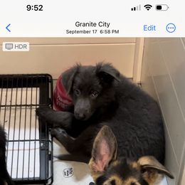 German Shepherd Puppies from Devon Rugerio's German Shepherds