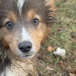 Rapid - Gray and white female American Corgi puppy in Heyworth, Illinois from Schumaker Corgis
