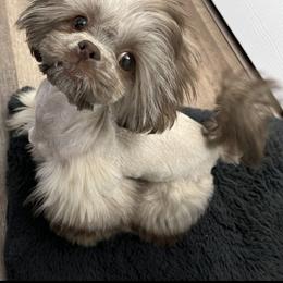 Boxer and Shih Tzu Puppies from Super City Kennels