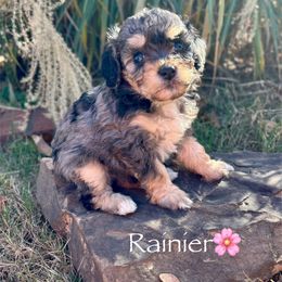 Rainier - female Australian Mountain Doodle puppy in Bristow, Oklahoma from 10-Acre Woods Cockapoos