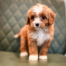 Spritz - female Cavapoochon puppy in Mead, Washington from Habibi Bears - Beloved Teddy Bear Puppies